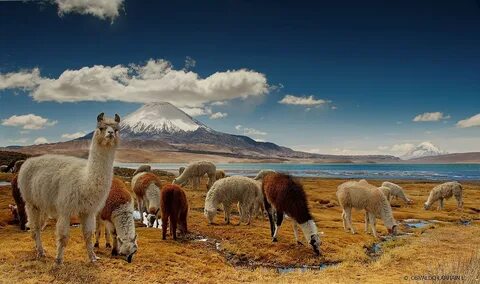Arica ve Parinacota
