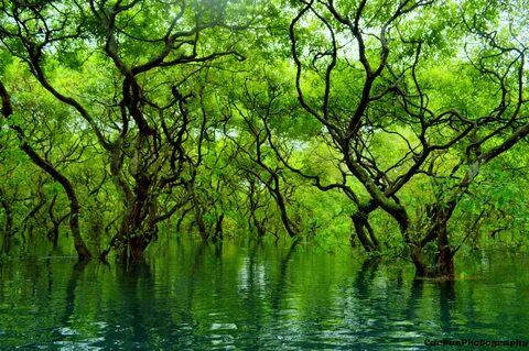 Sylhet Bölgesi