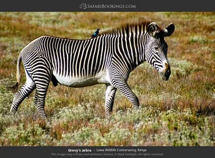 Laikipia