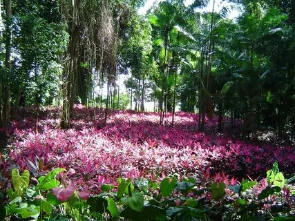 Yaracuy