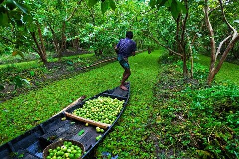 Pirojpur Bölgesi