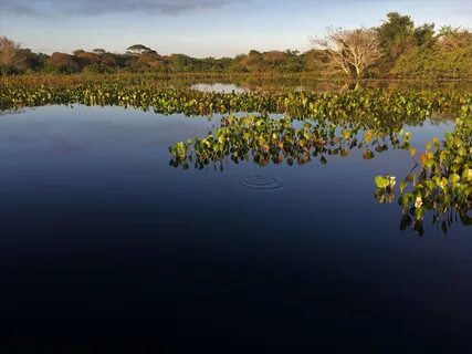 Mato Grosso