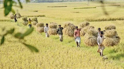 Kushtia Bölgesi