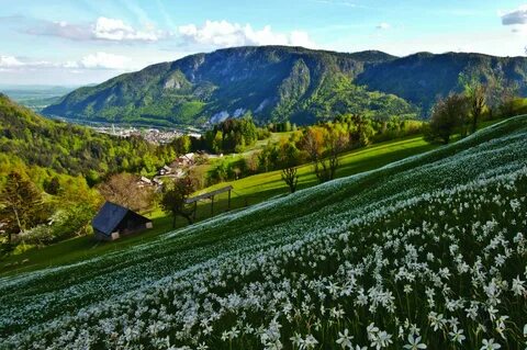 Jesenice Belediyesi