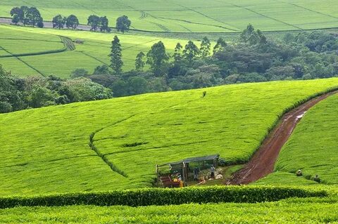 Bomet