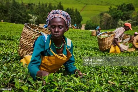 Kericho