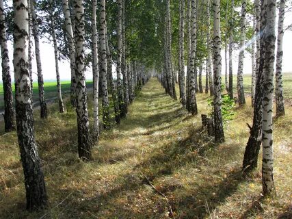 Kursk Oblastı