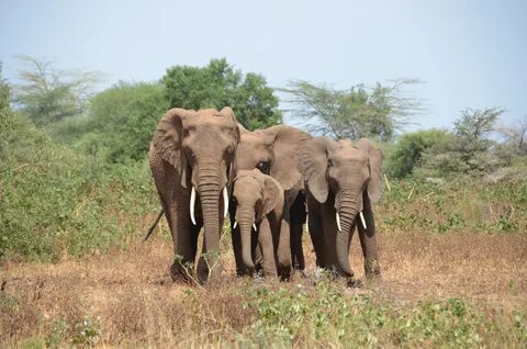 Manyara