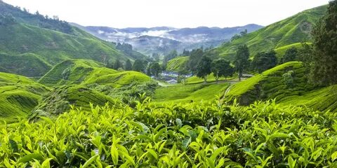 Pahang
