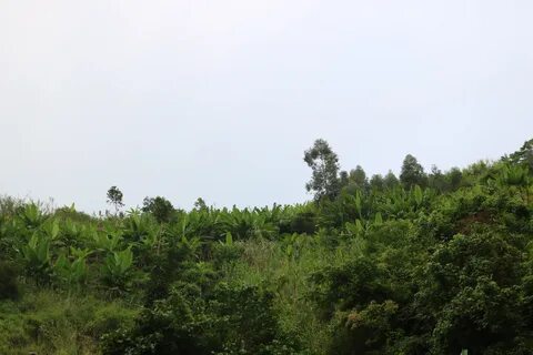 Kanungu Mahallesi