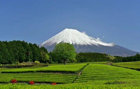 Shizuoka Eyaleti