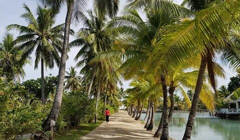 Kadavu