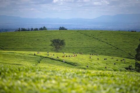 Bomet