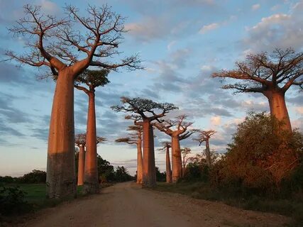 Toliara Eyaleti
