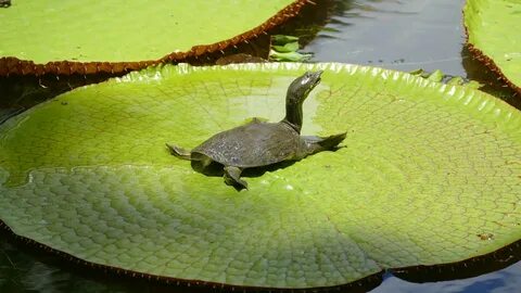 Pamplemous'lar