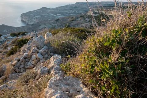 Dingli