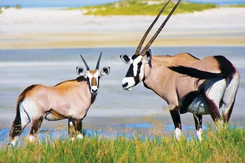 Zambezi Bölgesi
