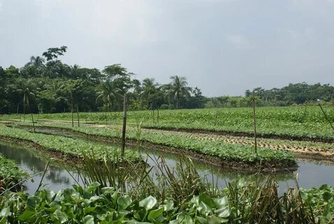 Pirojpur Bölgesi