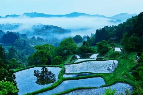 Niigata İli