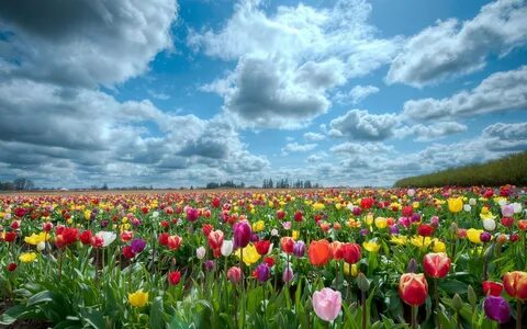 Flores