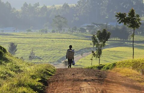 Nyeri