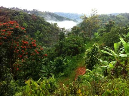 Jayuya