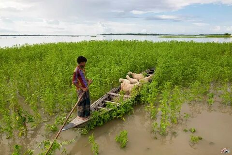 Lalmonirhat Bölgesi