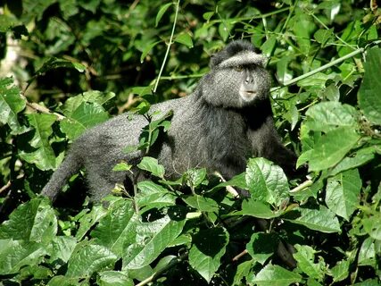 Kakamega