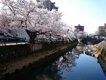 Niigata İli