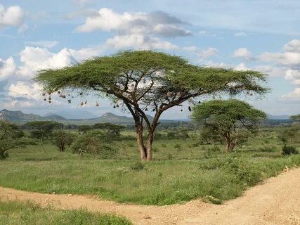 Isiolo