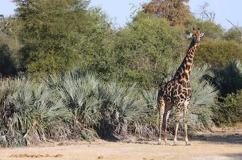 Oshikoto Region