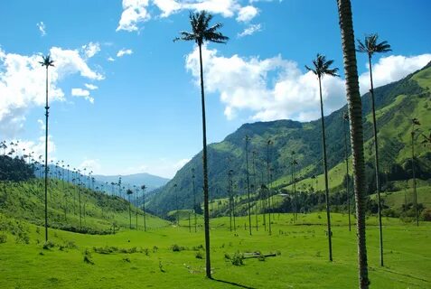 Tolima