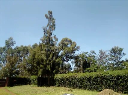 Siaya