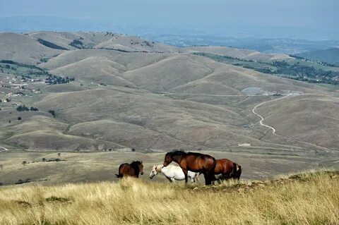 Zlatibor Bölgesi