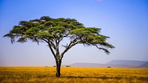Songwe