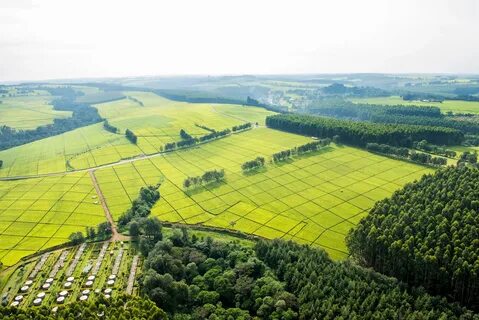 Kericho