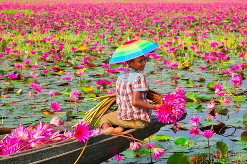 Bahadia
