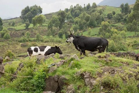 Kisoro Bölgesi