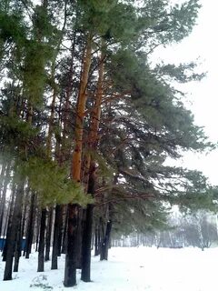 Perm Krayı