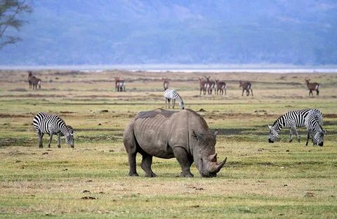 Manyara