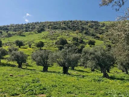 İrbid
