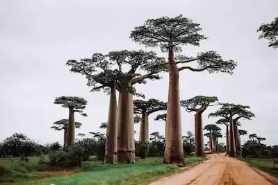 Madagaskar
