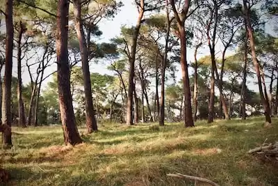 Mali