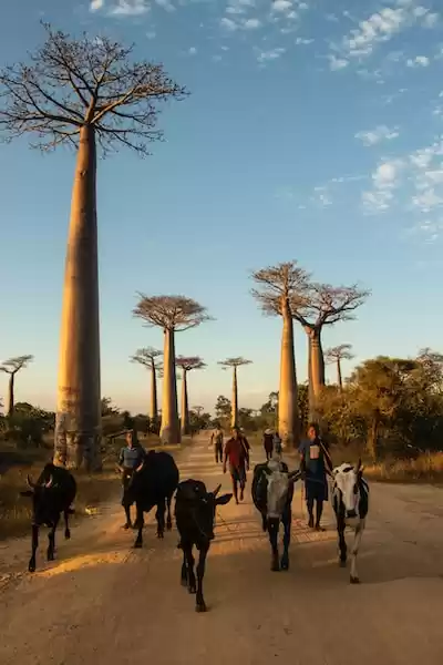 Madagaskar