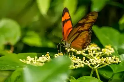 Surinam