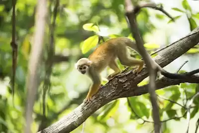 Surinam