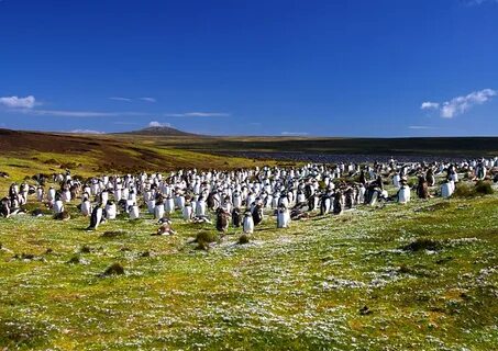 Falkland adaları