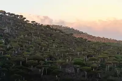 Yemen