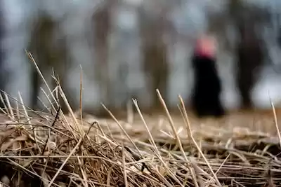 Belarus