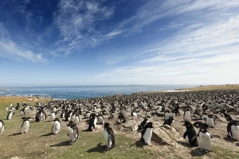 Falkland adaları